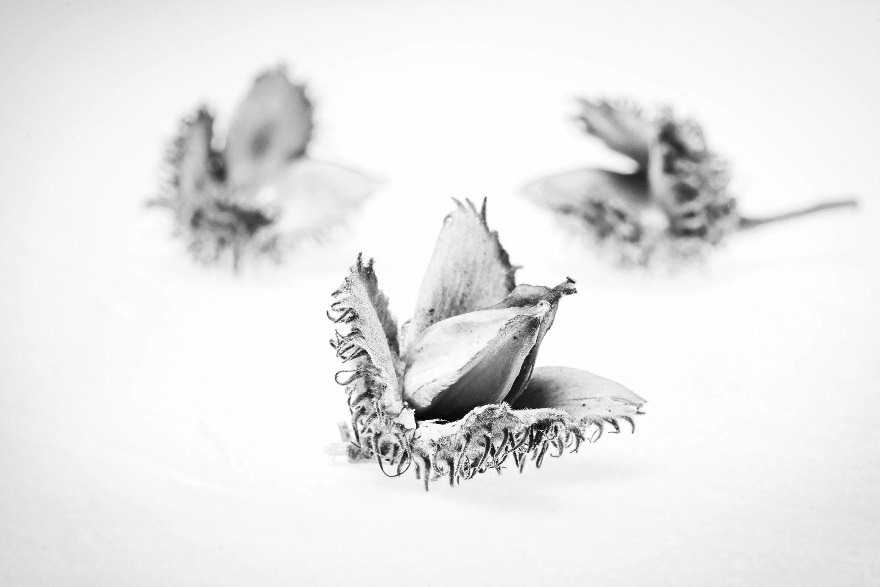 cic-rotbuche-mood-06-rgb-sw-w